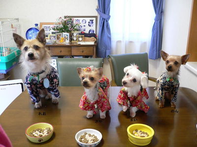 山本さんと愛犬れお、まい、のん、さや