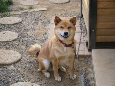 西島さんと愛犬リュウ
