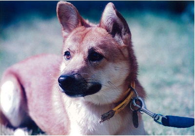 杉岡さんと愛犬ミッキー