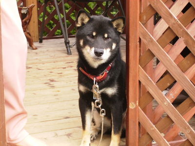 平野さんと愛犬レオ