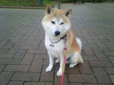 新述さんと愛犬サーブ