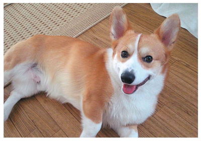 神林さんと愛犬レイ