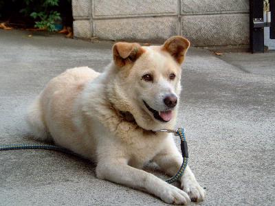 笠井さんと愛犬チロ