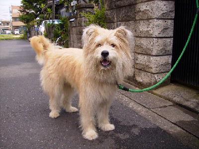 関根さんと愛犬コロ