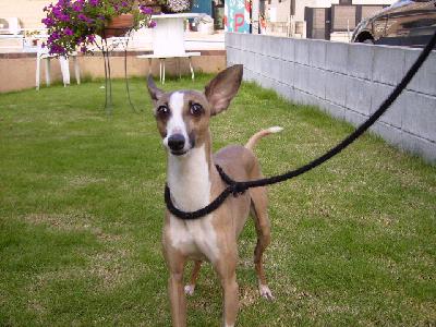 花木さんと愛犬王子