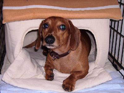 渡辺さんと愛犬ぴーす