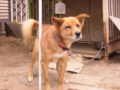 本山さんと愛犬ムック