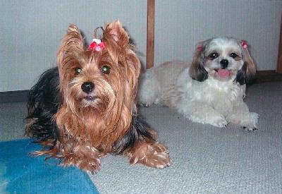 佐藤さんと愛犬ラブ、チョコ