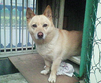 岩本さんと愛犬ポンタ