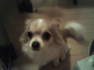 堂馬さんと愛犬れもん