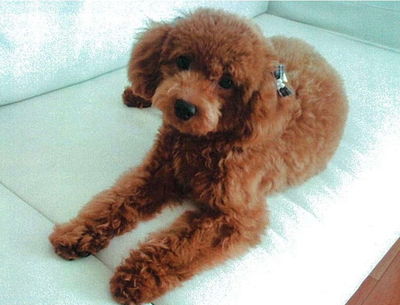 深谷さんと愛犬マロン