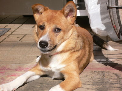 広瀬さんと愛犬マモル