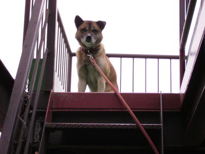 佐藤さんと愛犬レオ