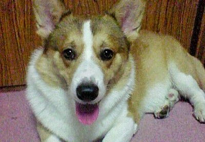 永澤さんと愛犬ソラ