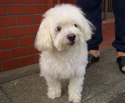 木村さんと愛犬チャチャ