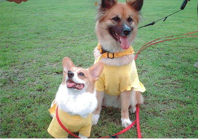 平林さんと愛犬エミリー、アニー