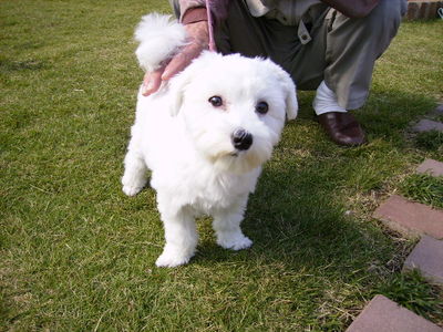 長谷部さんと愛犬ハッピー