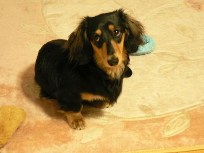 手島さんと愛犬サスケ