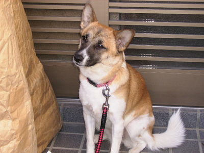 木村さんと愛犬あんず