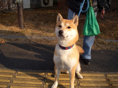 中島さんと愛犬きゅう