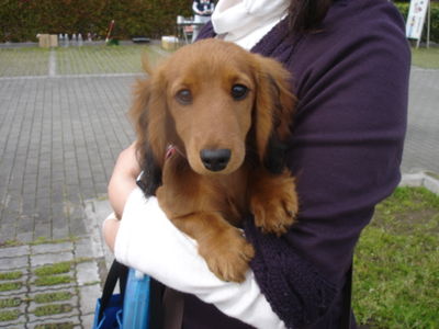 佐々木さんと愛犬ぷりん