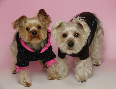 水井さんと愛犬ココ、シフォン