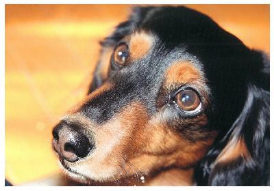 犬写真