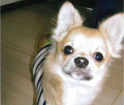 犬写真