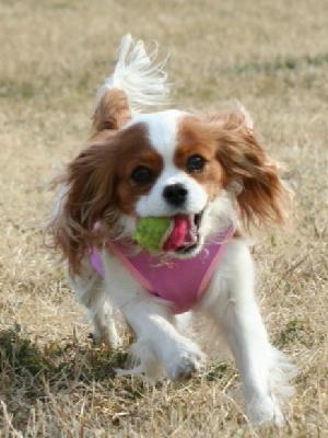 犬写真
