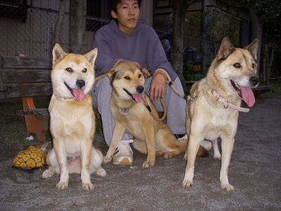 犬写真