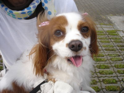 犬写真