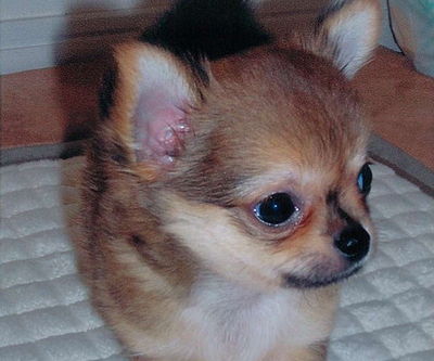 犬写真