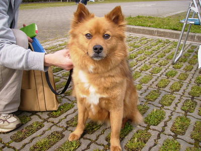 犬写真