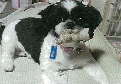 犬写真