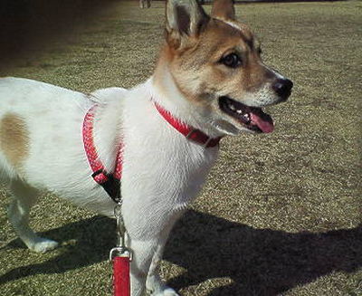 犬写真
