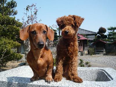 犬の写真