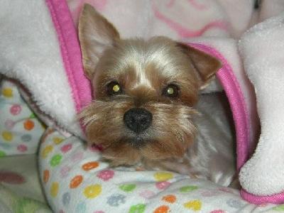 犬写真432