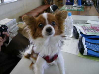 犬の写真