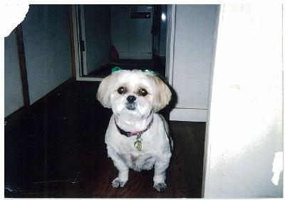 犬の写真