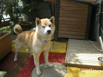 犬の写真