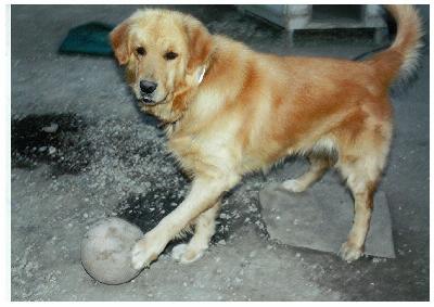 犬の写真