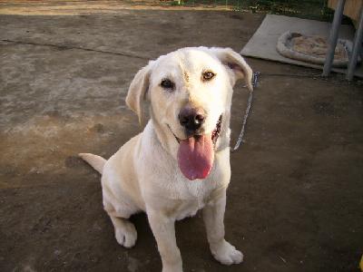 犬の写真