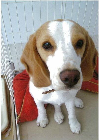 犬の写真