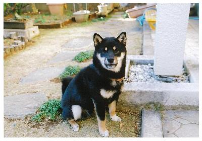 犬の写真