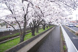 さくら通りの桜