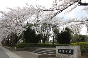 沼辺公園の桜