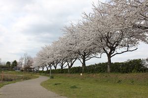 中井沼公園の桜