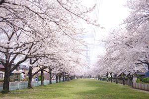 道庭緑地の桜