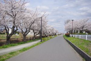 鍋小路用水路沿いの桜