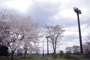 旭公園球場の桜
